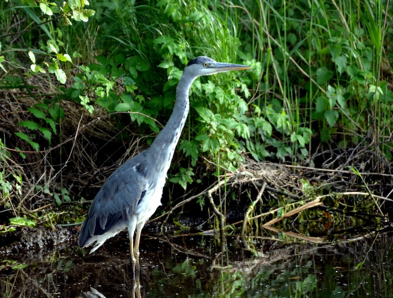heron